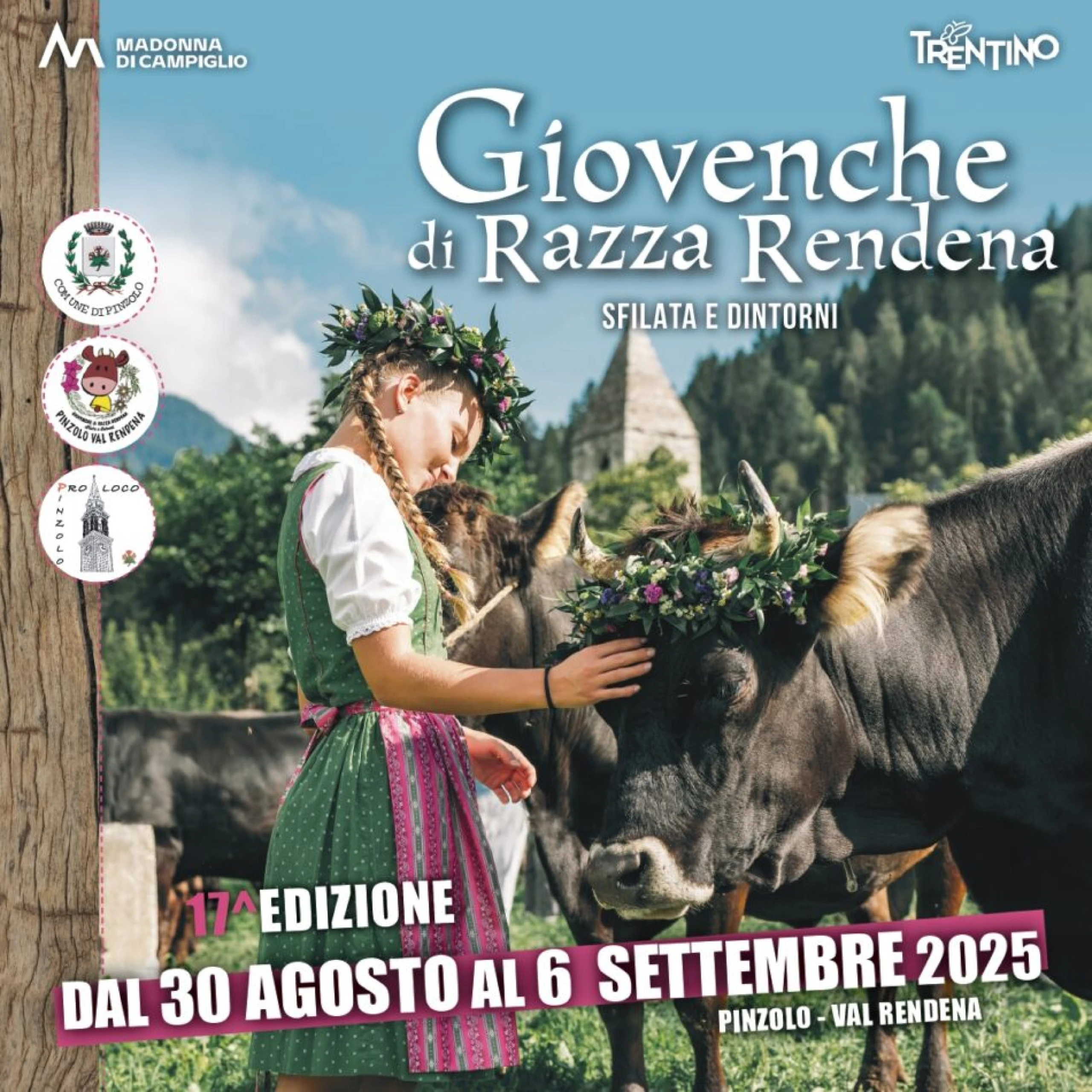 Festa giovenche di razza Rendena a Pinzolo